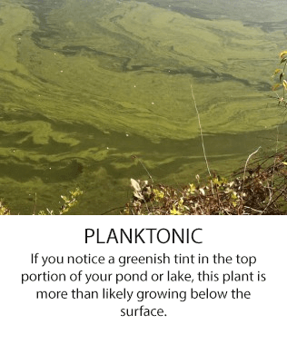 planktonic