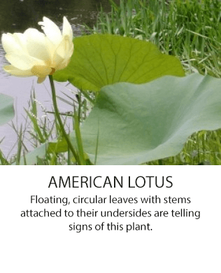 AmericanLotus