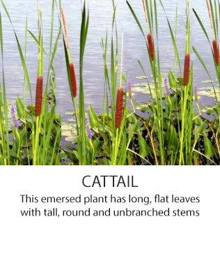 Cattail