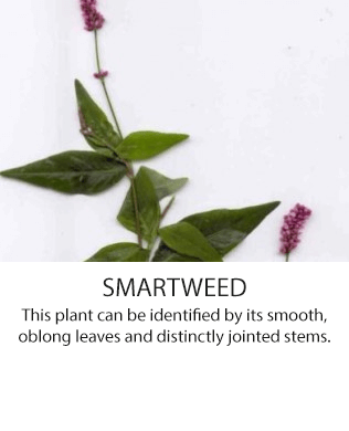 Smartweed