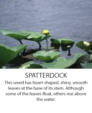 Spatterdock
