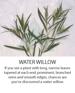 WaterWillow