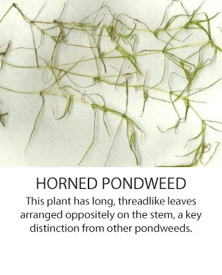 HornedPondweed