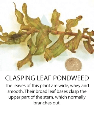 claspingleaf