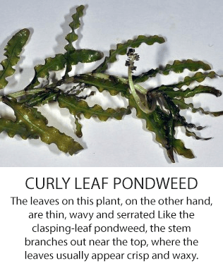 curlyleafpondweed