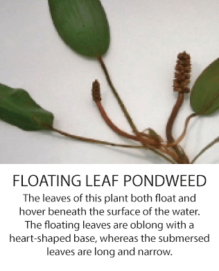 floatingleadpondweed