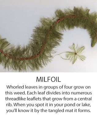 milfoil