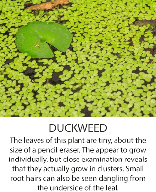 Duckweed