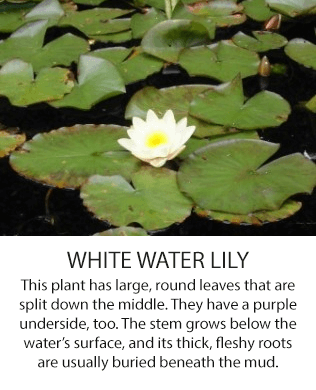 waterlily