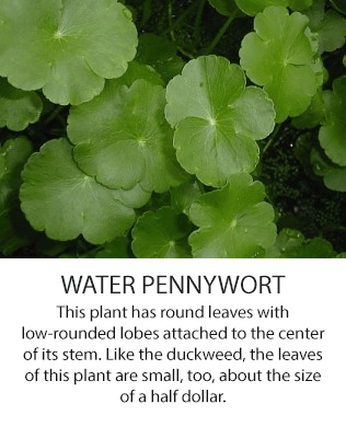 waterpennywort