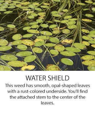 watershield