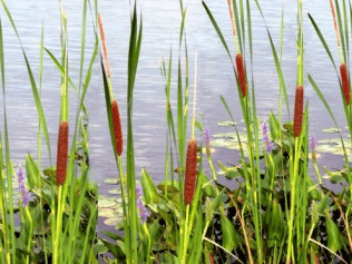 Cattail