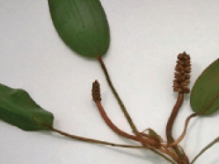 Floating Pondweed