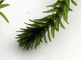 Hydrilla