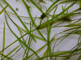 Leafy Pondweed