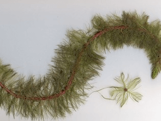 Milfoil