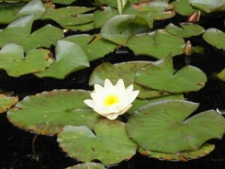 White Water Lily